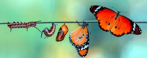 butterfly transformation